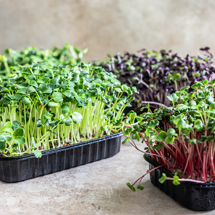 Microgreen